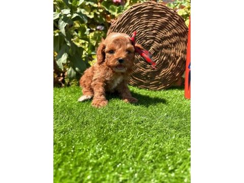 Sevimli maltipoo yavrumuz yeni yuvasını arıyor