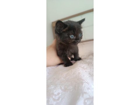 British shorthair tabby