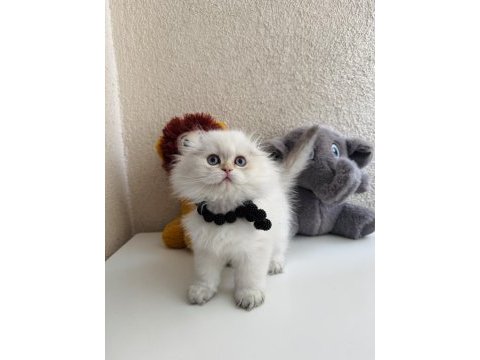 Scottish fold longhair