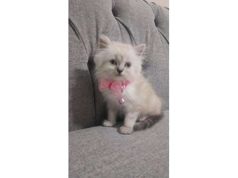 1.5 aylık dünya tatlısı yavrular chinchilla