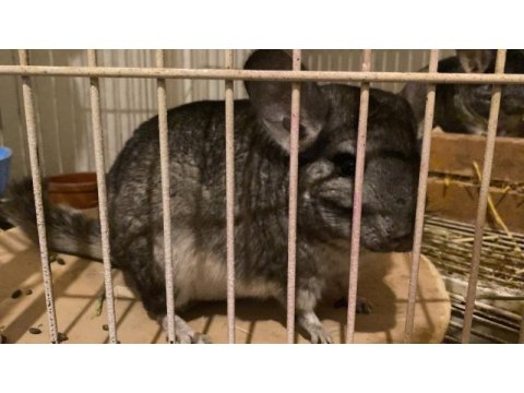 Chinchilla 6 aylık erkek