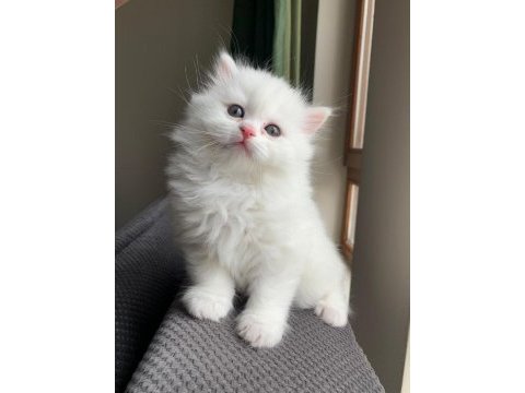 British longhair dişi ve british shorthair dişi