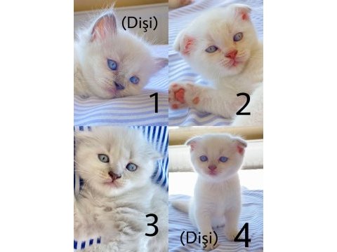 Minik british shorthair yavrulara yeni yuva