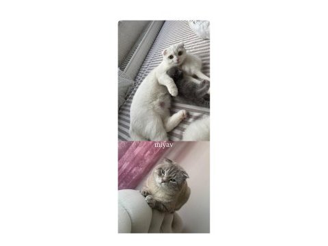 19.04.2025 doğumlu scottish fold yavrular mavi göz