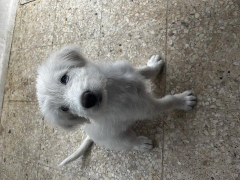 2 aylık erkek terrier