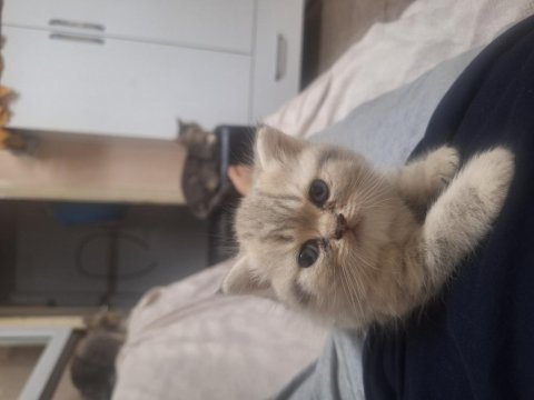 Safkan golden ay british shorthair