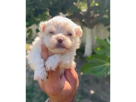 Maltese yavru minyatür boy
