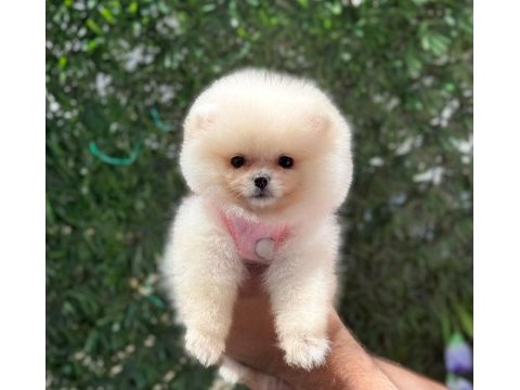 Premium güzellik orjinal pomeranian boo köpeği
