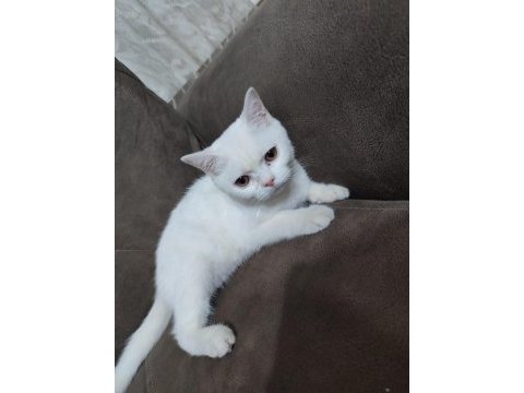 6 aylık erkek british shorthair kedimiz