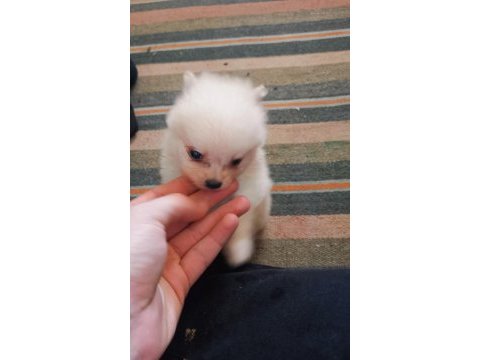 Pomeranian yavru