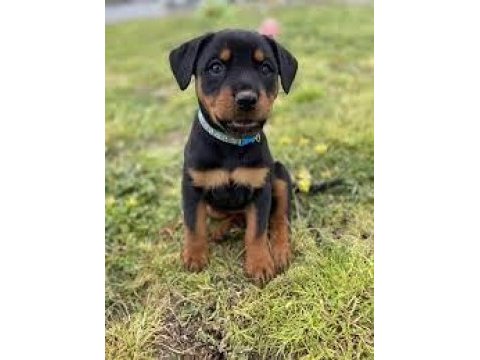 Üst kalite rottweiler yavrular