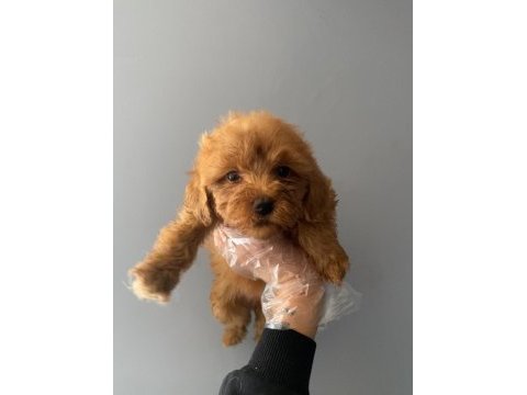 3 aylık toy poodle