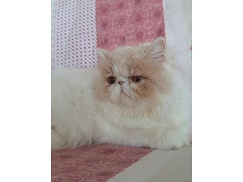 En tatlı yavru iran kedisi