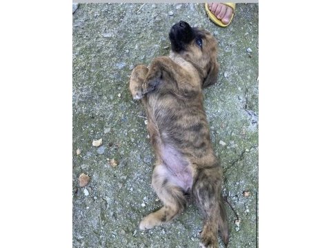 Afyon ücretsiz yavru köpek sahiplendirme