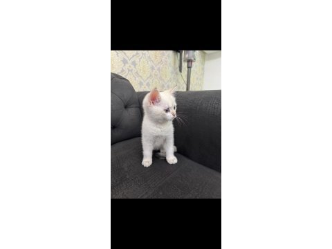 British shorthair lynx point erkek