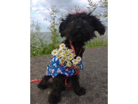 Toy poodle