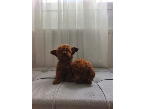 Poodle yavrularımız