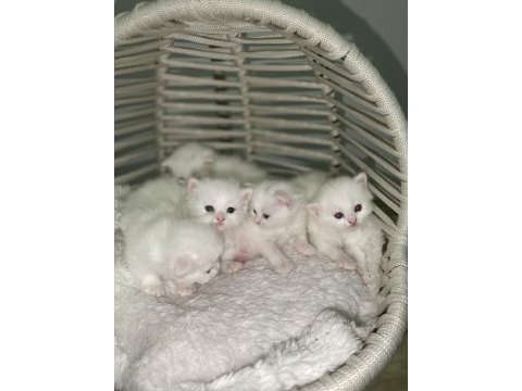 British longhair shorthair kediler