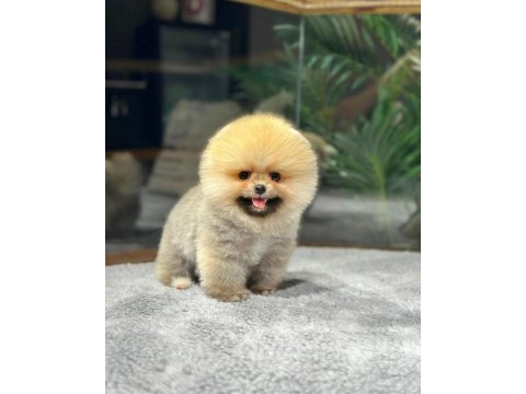 Çocuklarla anlaşan ayı surat pomeranian yavrularımız