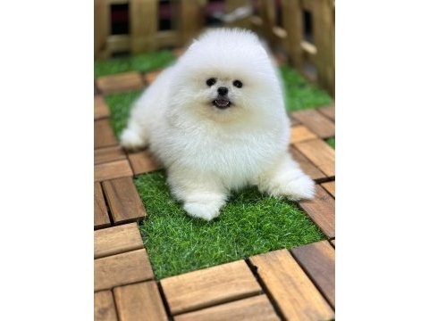 Safkan 0 burun pomeranian boo