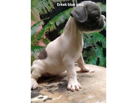 Scrli babadan erkek blue pied yavru french bulldog
