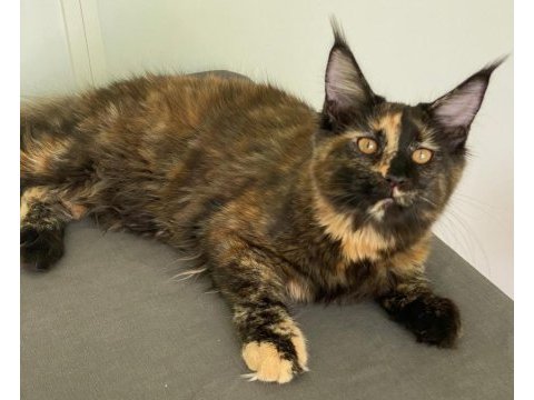 Maine coon dişi tortie caramel