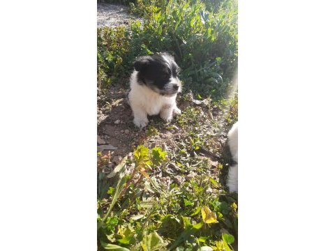 40 günlük maltese terrier yavrular