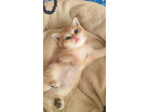 Son kalan peluş gibi yavru kediler