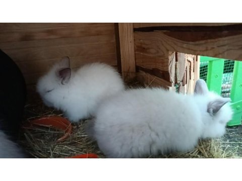 Cüce angora tavşan (teddy dwarf)