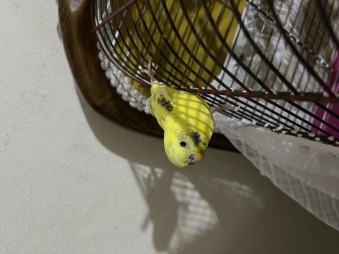 Evinizi şenlendirecek tatlı kuşlarımız