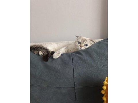 2 yaşında dişi scottish fold