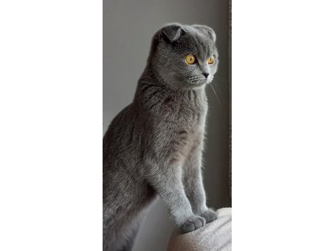 Scottish fold dişi