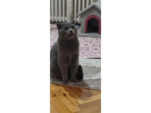 2 yaşında safkan scottish fold