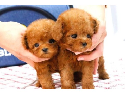 Küçük ve tatlı şeker yumuk yumuk poodle