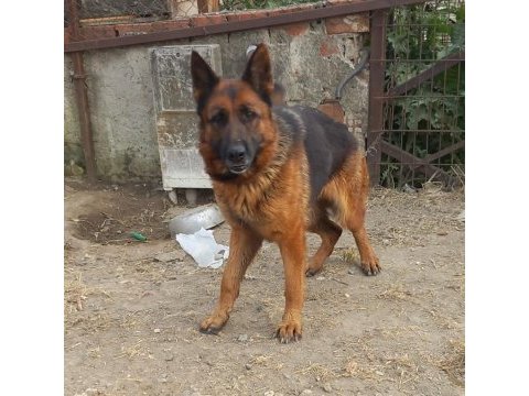 Hazır nazır eğitimli görev köpekleri