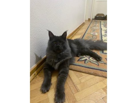 Acil erkek maine coon kedimizi sahiplendirmek istiyoruz