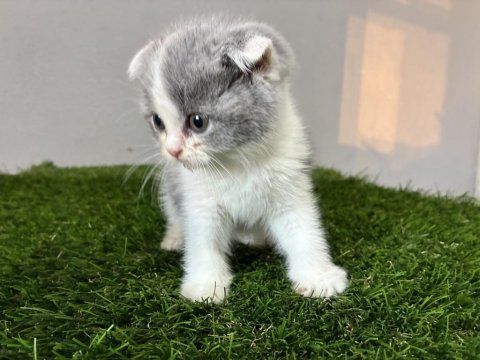 Scottish fold bi color nadir renk