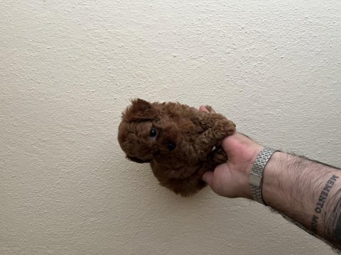 Teacup dişi red poodle