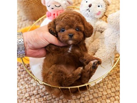 Super star toy poodle yavrularım