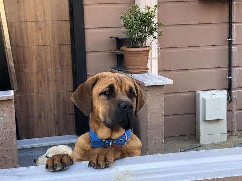 Güzel bull mastiff kızımız