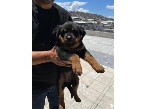 Rottweiler yavrularımız yeni yuvasını arıyor
