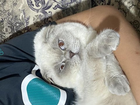 Bluepoint erkek british shorthair