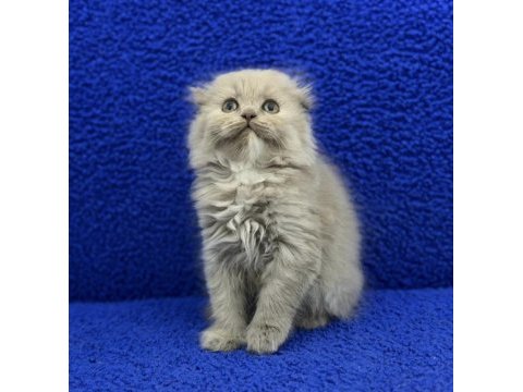 İstanbul içi adrese teslim lilak scottish fold longhair