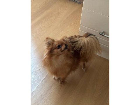 Uzun tüylü chihuahua