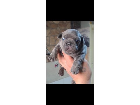Egzotik renk french bulldog bebeklerimiz