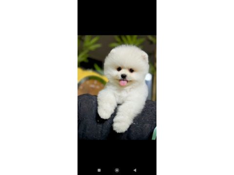 Pomeranian boo yavruları tuvalet eğitimi başlanmış