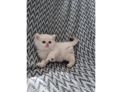 Scottish straight shorthair dişi