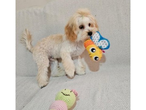 Yurt dışı sebebi kaynaklı maltipoo sahiplendirme