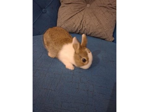 2 aylık cüce tavşanımız