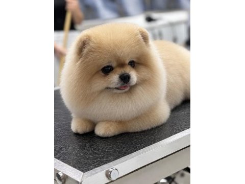 Teddy bear pomeranian